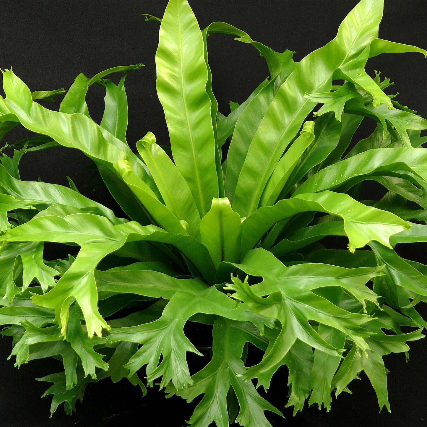 Crissie Bird's Nest Fern (Asplenium nidus)
