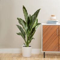 Dieffenbachia 'Crocodile' - Ladybird Nursery