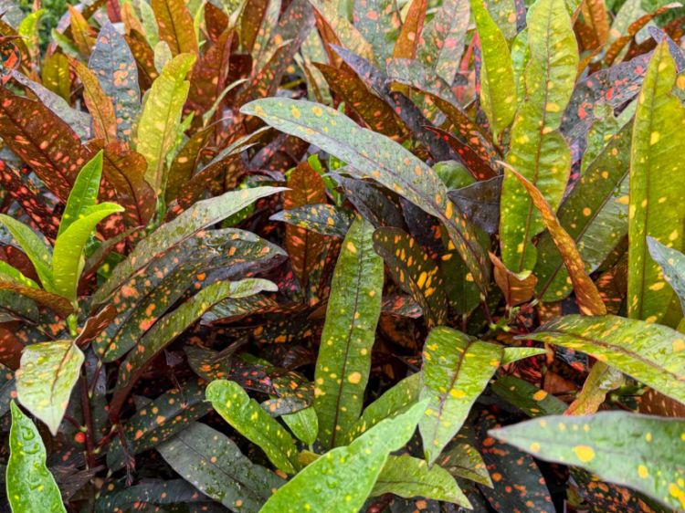 Croton 'Captain Kidd'