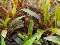 Croton 'Captain Kidd'