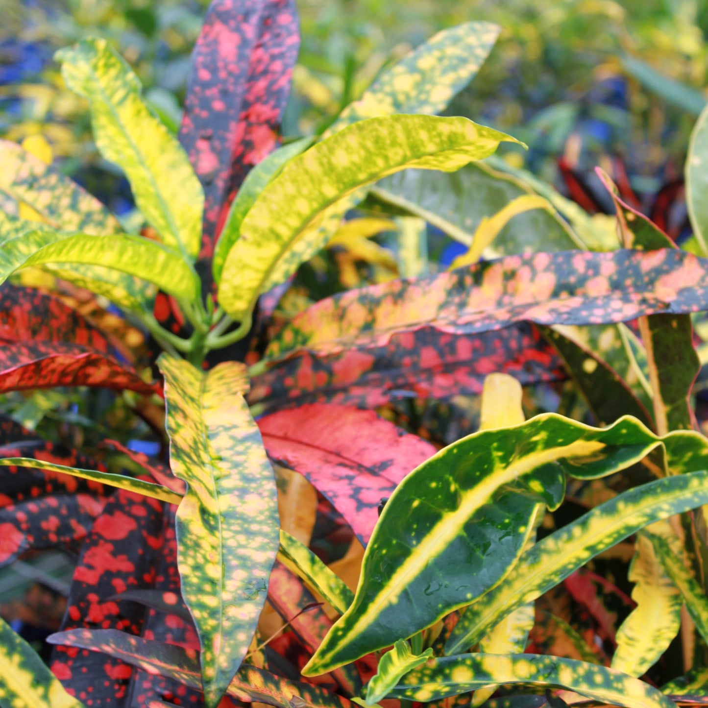 Croton 'Captain Kidd'