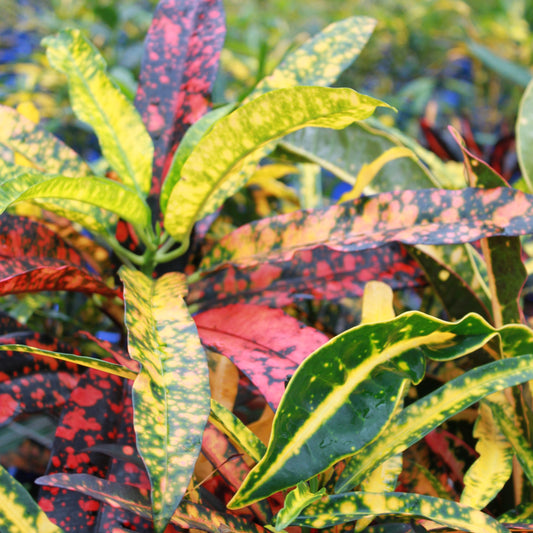 Croton 'Captain Kidd'