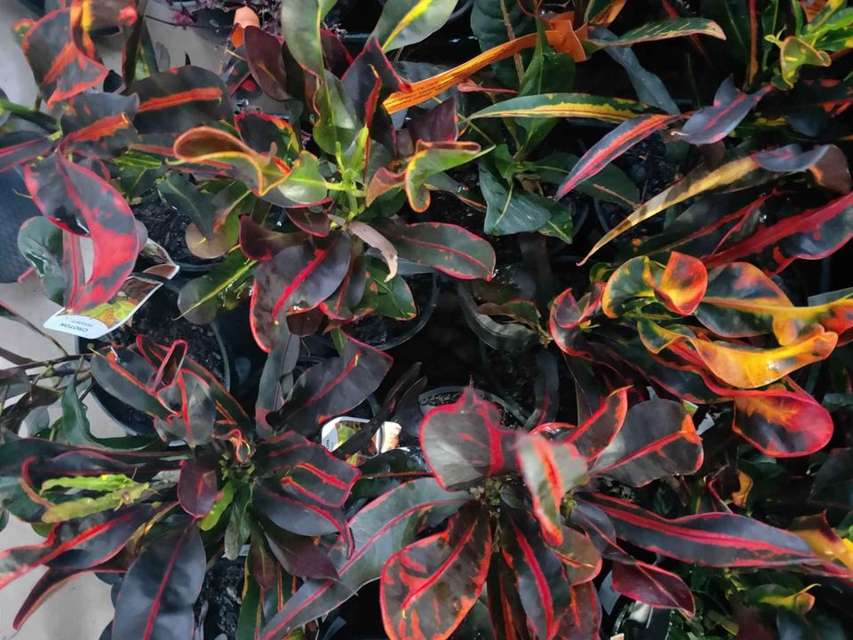 croton mammy australia Croton Mammy Plant – Buy Now! – Ladybird Nursery