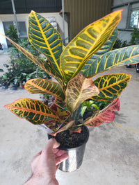 Croton 'Petra' - Ladybird Nursery