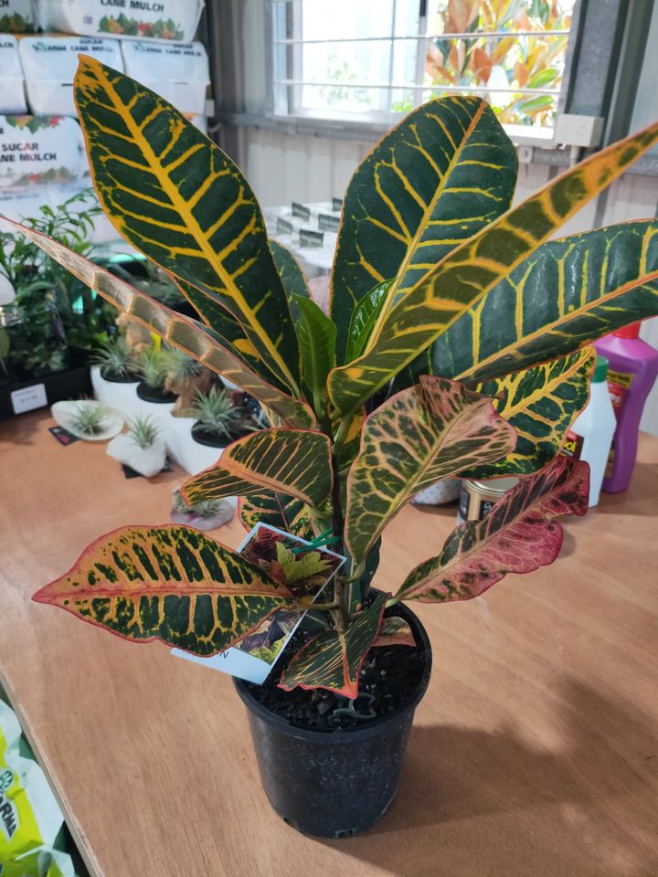 Croton 'Petra'