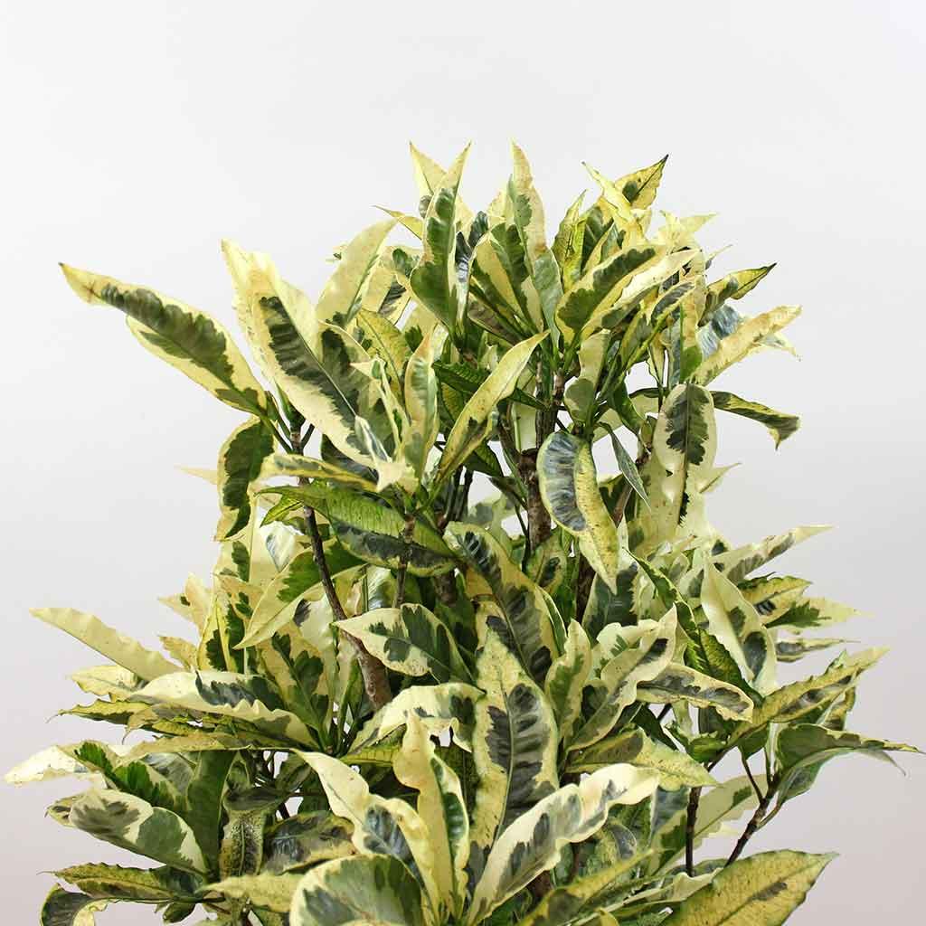 Croton Tamara (Codiaeum variegatum) - Ladybird Nursery