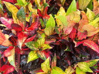 Croton Assorted - Large Size - Ladybird Nursery