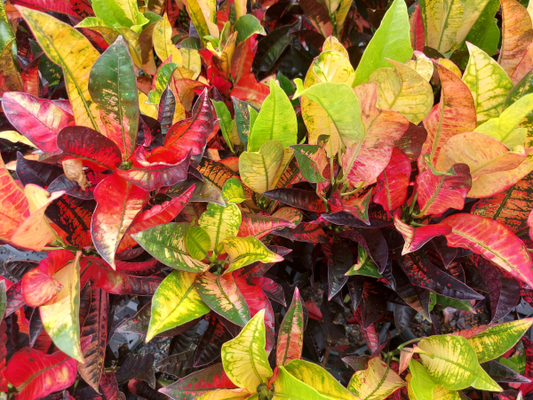 Croton Assorted - Large Size - Ladybird Nursery