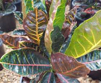 Croton 'Holly' - Ladybird Nursery