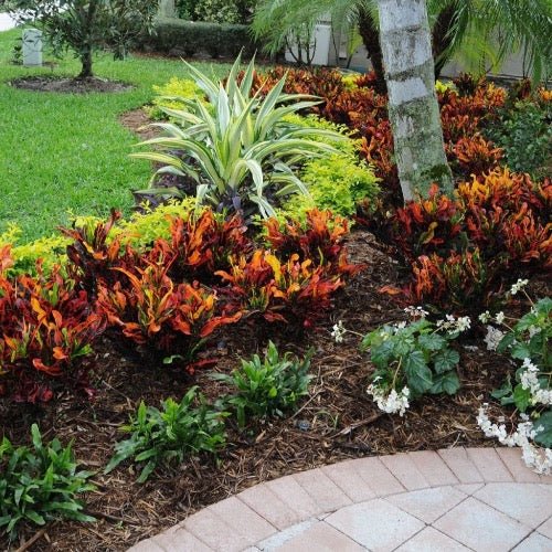 Croton 'Mammy' - Ladybird Nursery