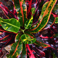 Croton 'Mammy' - Ladybird Nursery