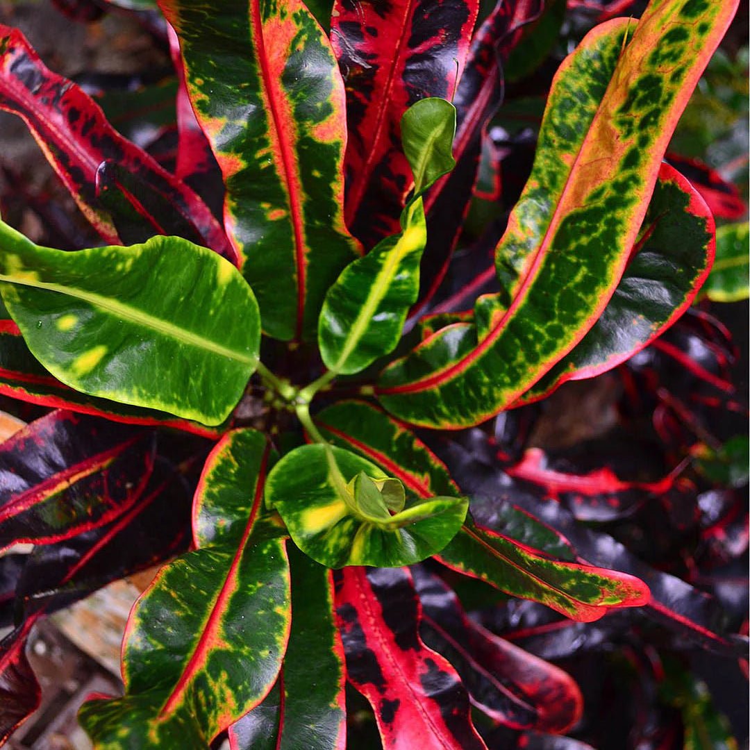 Croton 'Mammy' - Ladybird Nursery