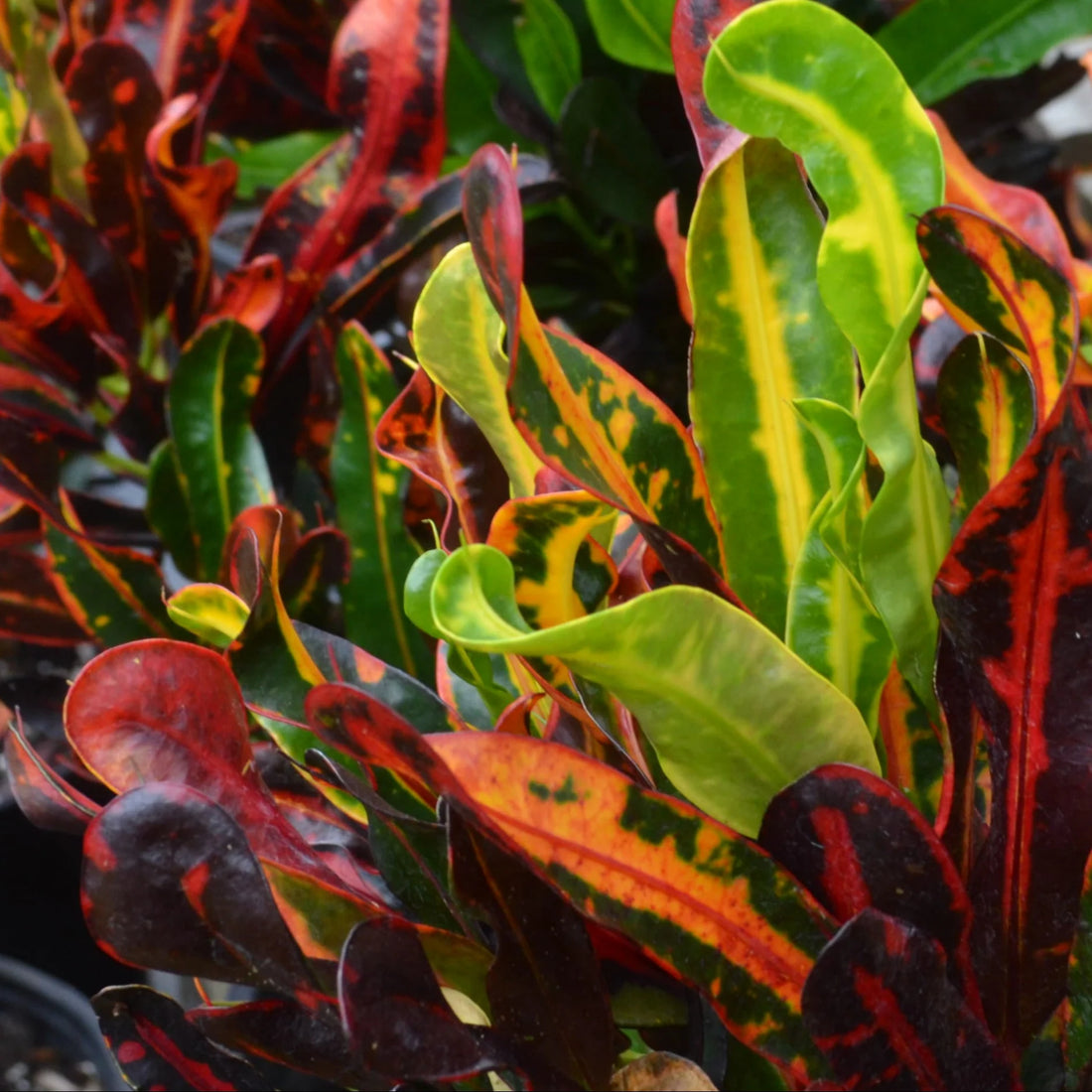 Croton 'Mammy' - Ladybird Nursery