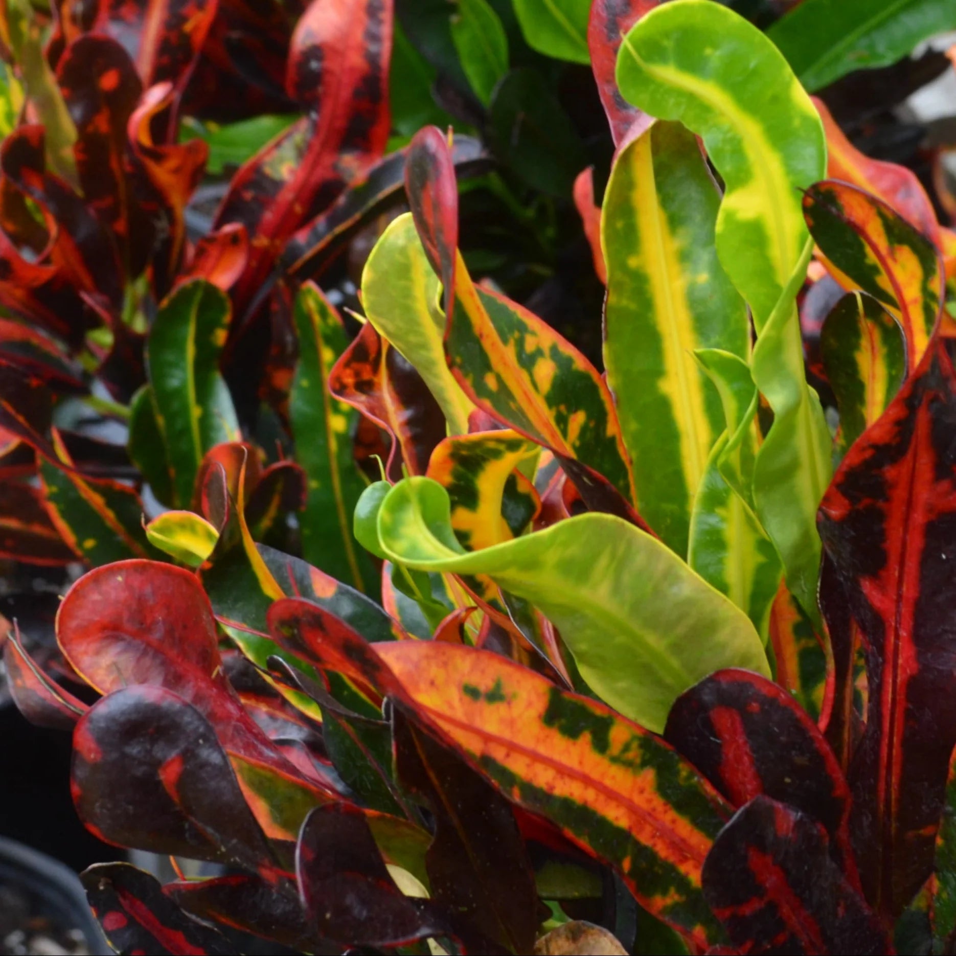 Croton 'Mammy' - Ladybird Nursery