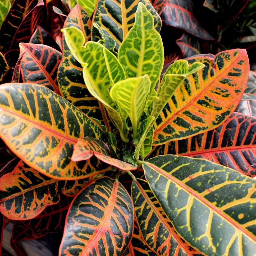 Croton 'Petra' - Ladybird Nursery