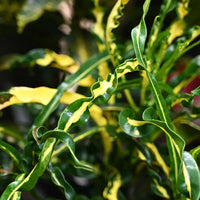 Croton 'Princess Mary' - Large