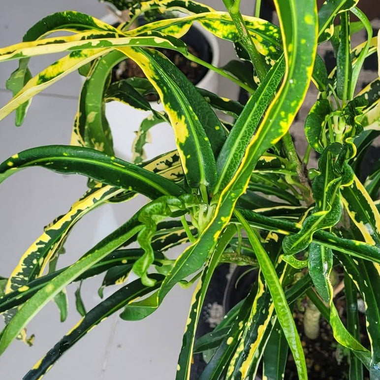 Croton 'Princess Mary' - Large