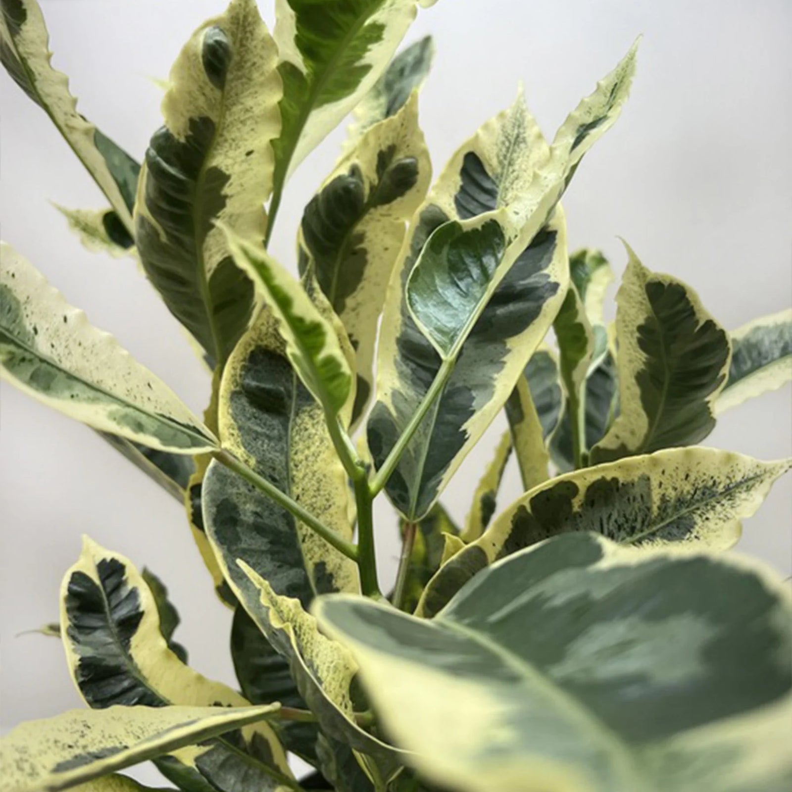 Croton 'Tamara' - Ladybird Nursery