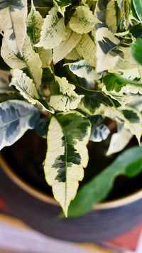 Croton 'Tamara' - Ladybird Nursery