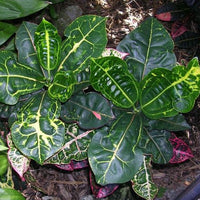Croton 'Turtle Shell' - Ladybird Nursery