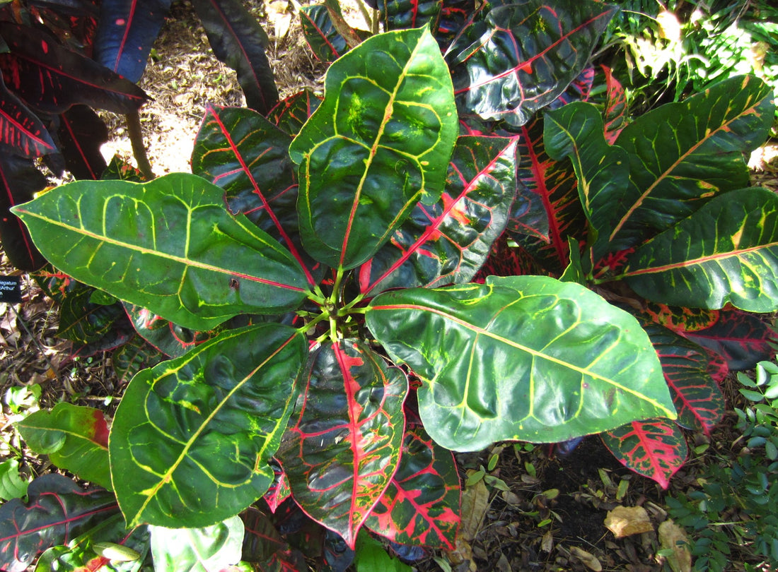 Croton 'Turtle Shell' - Ladybird Nursery
