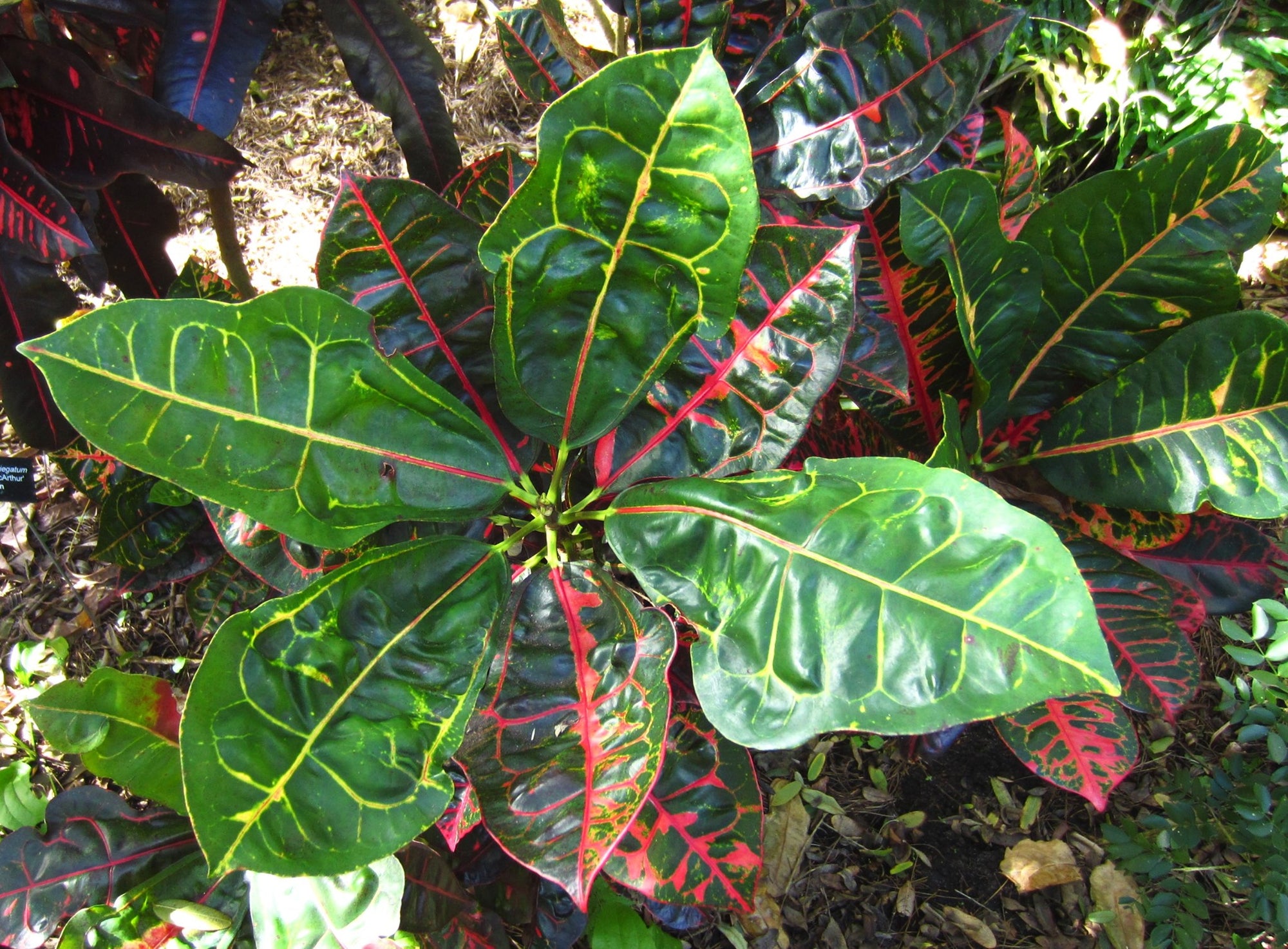 Croton 'Turtle Shell' - Ladybird Nursery