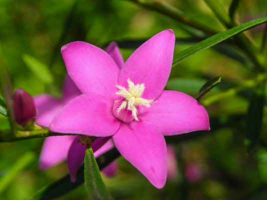 Coopers Classic x saligna (Crowea exalata)