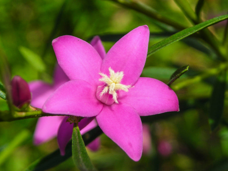 Coopers Classic x saligna (Crowea exalata)