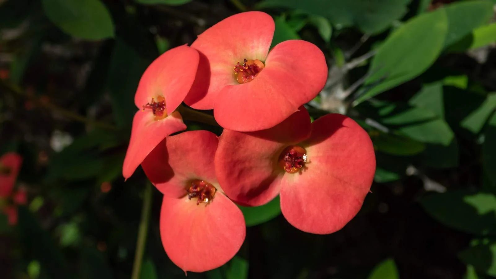 Somona Crown of Thorns (Euphorbia milii) - Ladybird Nursery