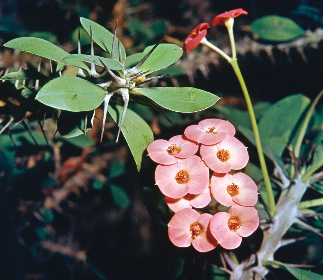 Hestia Crown of Thorns (Euphorbia milii) - Ladybird Nursery