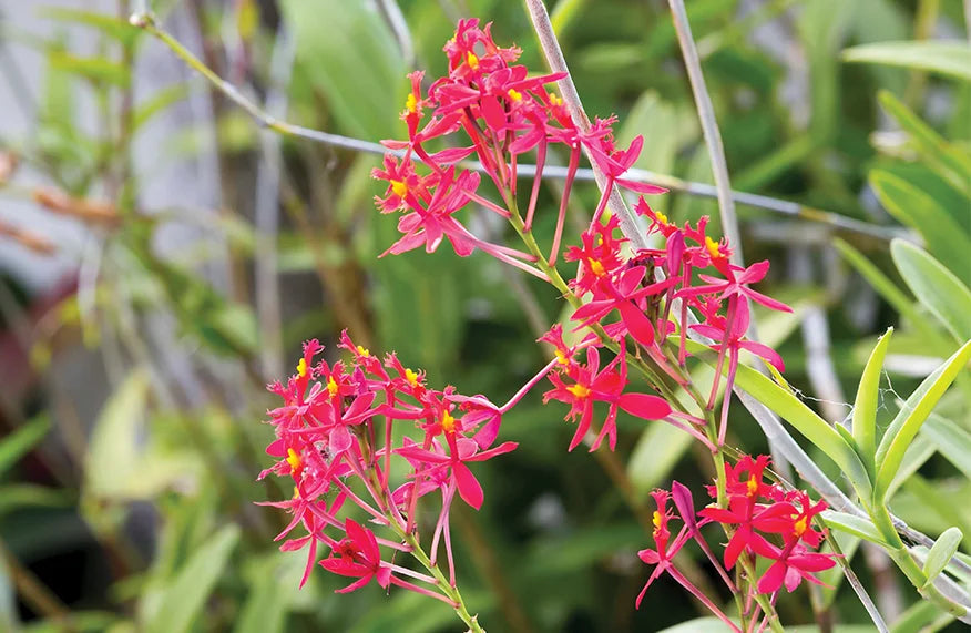 Crucifix Orchid (Epidendrum spp.)