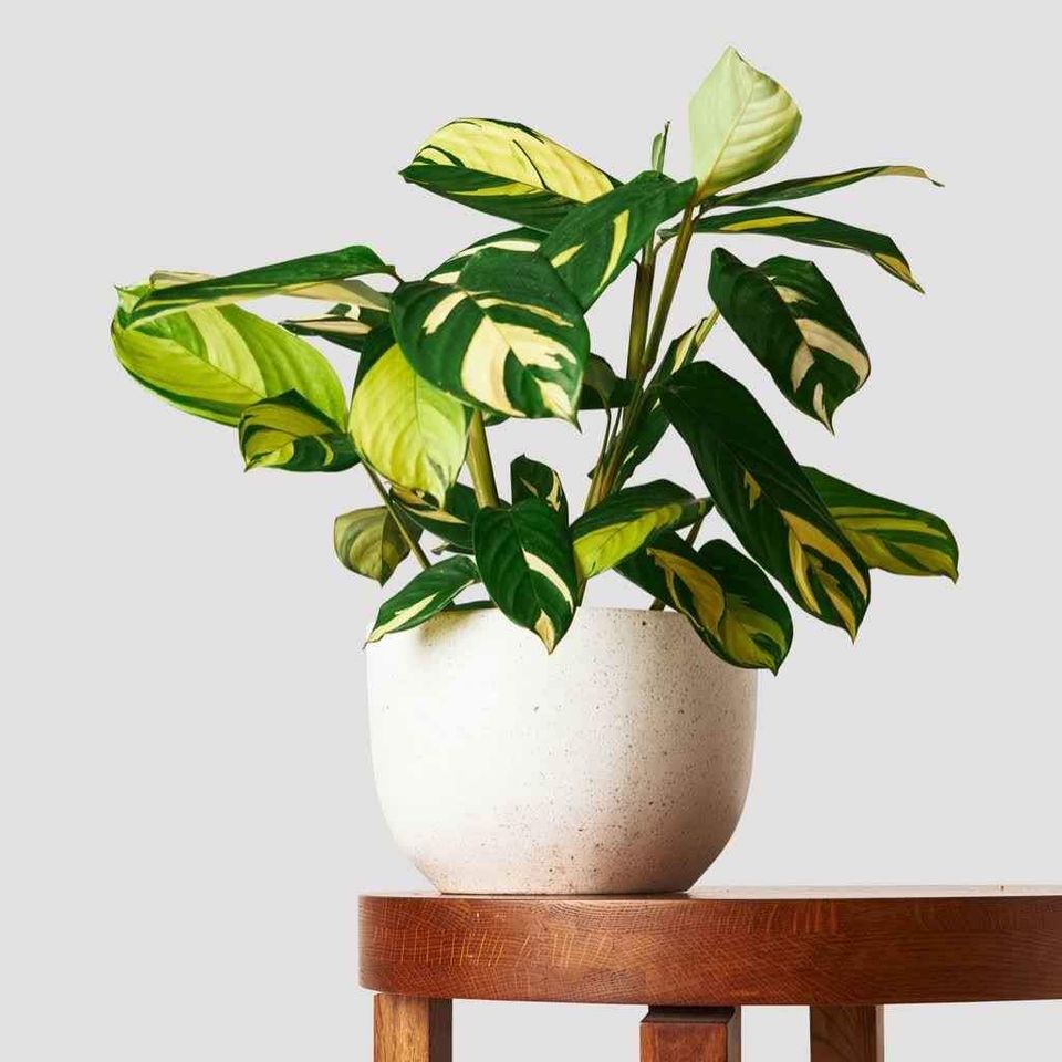 Ctenanthe Golden Mosiac