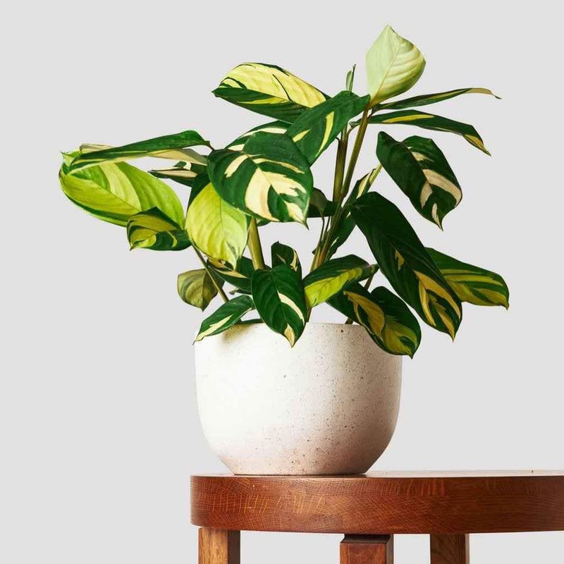 Ctenanthe Golden Mosiac