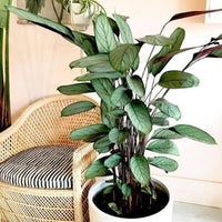 Ctenanthe 'Grey Star'