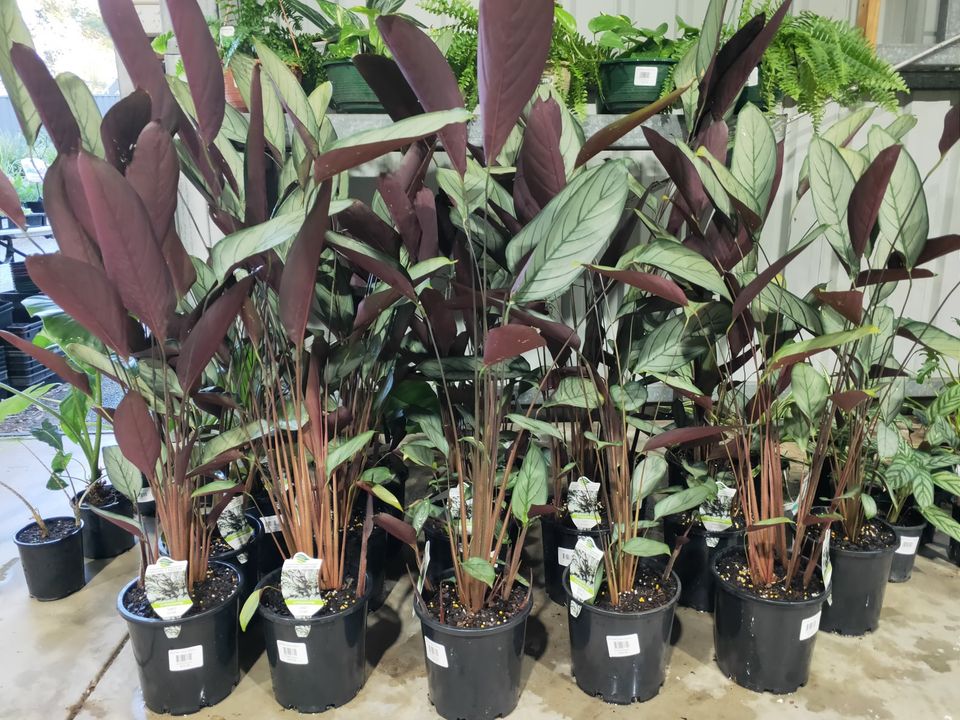 Ctenanthe 'Grey Star'