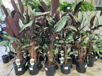 Ctenanthe 'Grey Star'