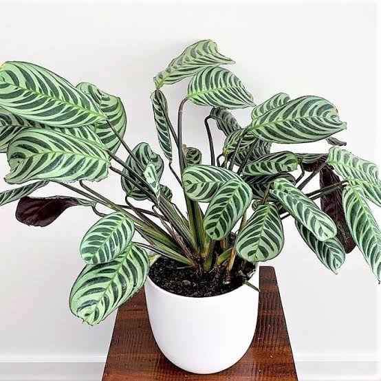 Ctenanthe 'Burle-Marxii'