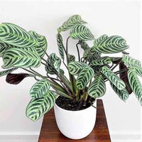 Ctenanthe 'Burle-Marxii'