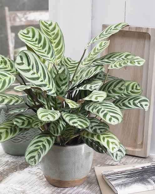 Ctenanthe 'Burle - Marxii' - Ladybird Nursery