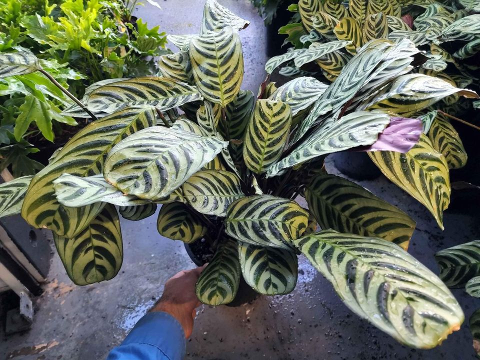Ctenanthe 'Burle - Marxii' - Ladybird Nursery