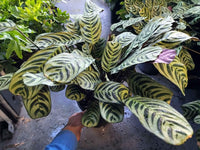 Ctenanthe 'Burle-Marxii'