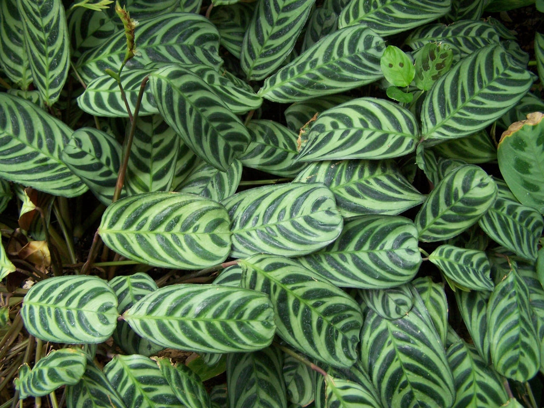 Prayer Plant (Calathea burle - marxii) - Ladybird Nursery