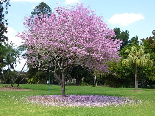 Cuban Pink Trumpet Tree (Tabebuia pallida)