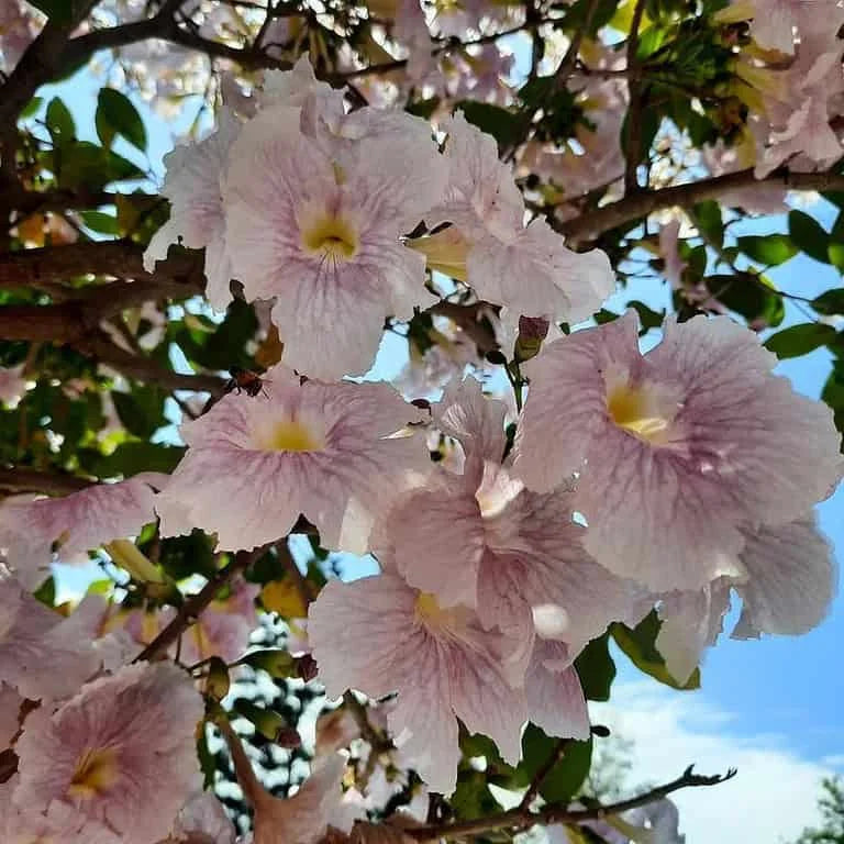 Cuban Pink Trumpet Tree (Tabebuia pallida)