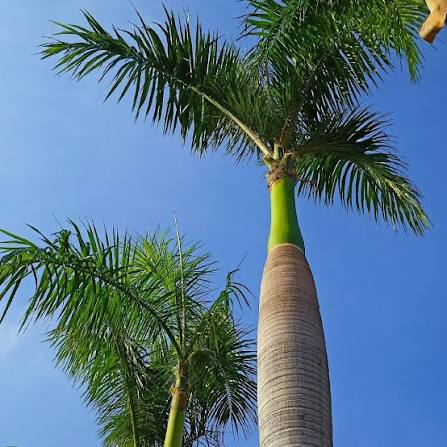 Cuban Royal Palm (Roystonea regia) - Ladybird Nursery