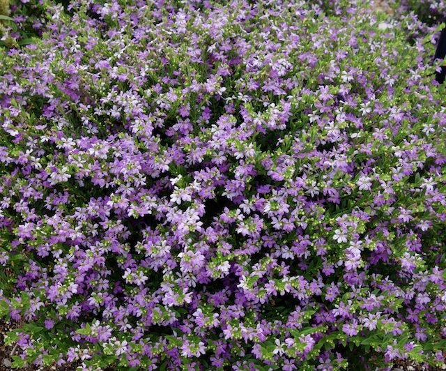Cuphea Lavender (Cuphea FloriGlory)
