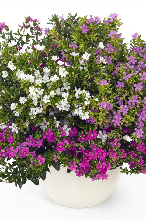 Cuphea Magic Mix (Cuphea FloriGlory)