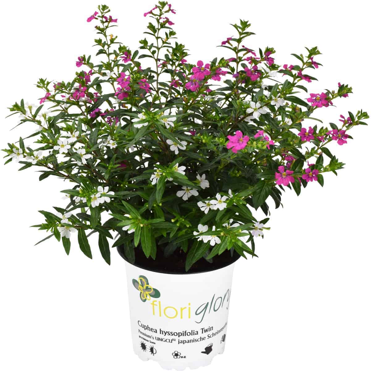 Cuphea Magenta (Cuphea FloriGlory)