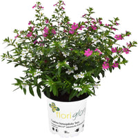 Cuphea Magenta (Cuphea FloriGlory)