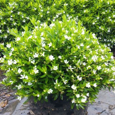 Cuphea White (Cuphea mexicana)